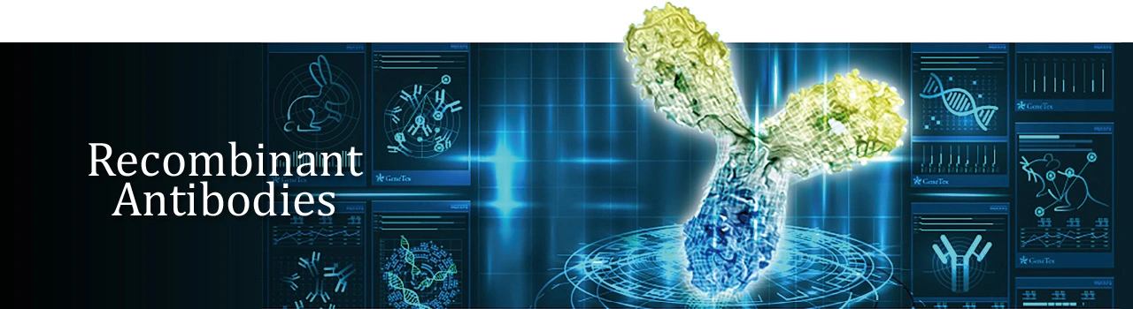 Recombinant Antibodies