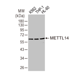 METTL14 antibody [HL1816] (GTX637541)