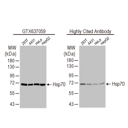 Hsp70 antibody [HL1580] (GTX637059)
