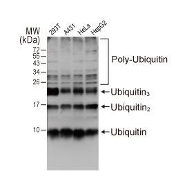 Ubiquitin antibody [GT7811] (GTX630148)