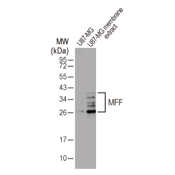MFF antibody [HL1311] (GTX636729) 