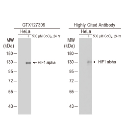 HIF1 alpha antibody (GTX127309)