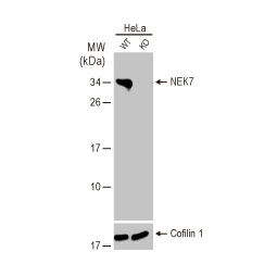 NEK7 antibody [HL1348] (GTX636768)