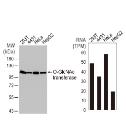 O-GlcNAc transferase antibody (GTX109939)