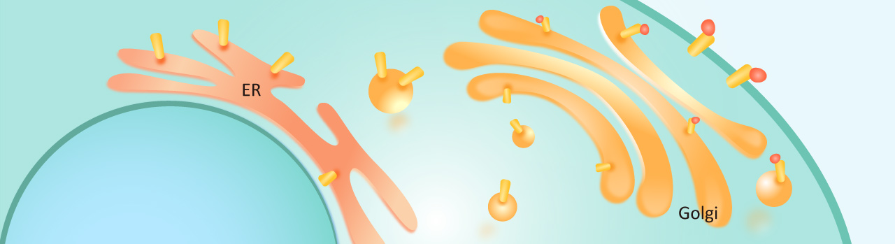 Antibodies for O-GlcNAcylation Research: O-GlcNAc transferase (OGT)