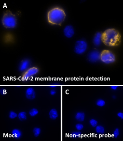SARS-CoV-2 Membrane Protein Proximity Ligation Assay (PLA) Kit (Cy3) (GTX537371-23)