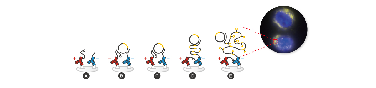 Sensitive SARS-CoV-2 Membrane Protein Detection with GeneTex’s SARS-CoV-2 Membrane Protein Proximity Ligation Assay Kit
