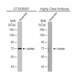 SARM1 antibody [HL1066] (GTX636097)