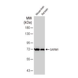 SARM1 antibody [HL1070] (GTX636102)