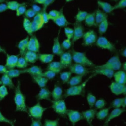 SARM1 antibody (GTX131411)