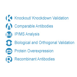 GeneTex’s “5 + 1” Pillar Antibody Validation