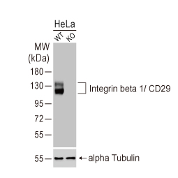 Knockout/ Knockdown Validation Integrin beta 1 / CD29 antibody [HL1255] (GTX636657)