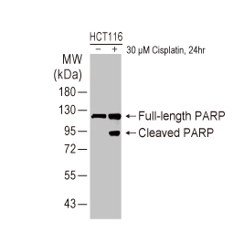 Biological and Orthogonal Validation PARP antibody [HL1364] (GTX636804)