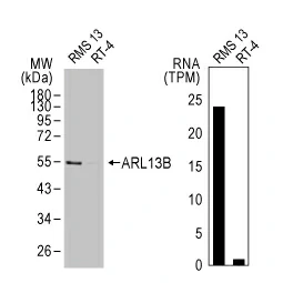 ARL13B antibody [HL2173] (GTX638177)