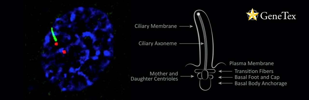 New ARL13B Recombinant Monoclonal Antibody for Cilia Research