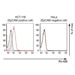 EpCAM antibody [HL1339] (GTX636759)