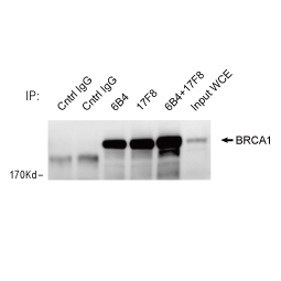 BRCA1 antibody [17F8] - ChIP grade (GTX70111)
