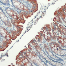 Cytokeratin 19 antibody [HL1165] (GTX636469)