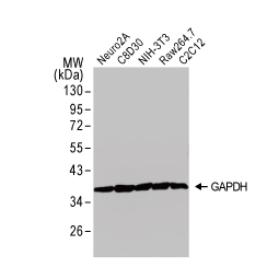 GAPDH antibody (GTX100118)