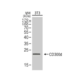 CD300LD antibody (GTX34216)