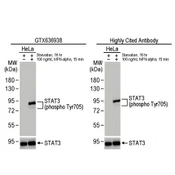 STAT3 (phospho Tyr705) antibody [HL1464] (GTX636938)