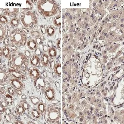 Cathepsin S antibody [HL2302] (GTX638369)