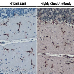 Iba1 antibody [HL22] (GTX635363)