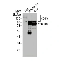 CD44 antibody [HL1650] (GTX637231)