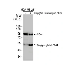 CD44 antibody [HL1650] (GTX637231)