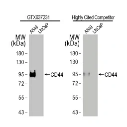 CD44 antibody [HL1650] (GTX637231)