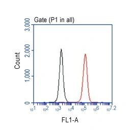 CD81 antibody (GTX101766)