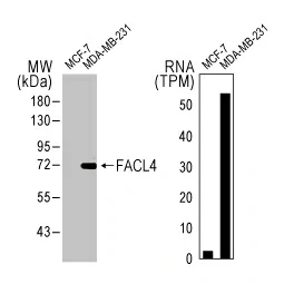 FACL4 antibody [HL229] (GTX635616)