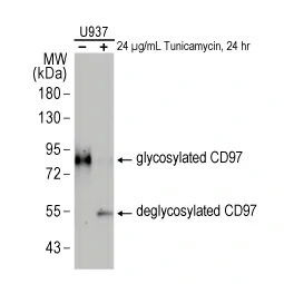 Detection of glycosylated and non-glycosylated CD97 proteins in Mock or Tunicamycin-treated U937 cell lysates. 