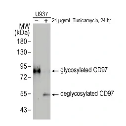 Detection of glycosylated and non-glycosylated CD97 proteins in Mock or Tunicamycin-treated U937 cell lysates. Detection of glycosylated and non-glycosylated CD97 proteins in Mock or Tunicamycin-treated U937 cell lysates.