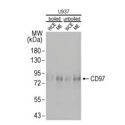 Detection of CD97 in boiled and unboiled U937 whole cell lysate (WCE) or membrane extract (ME). 