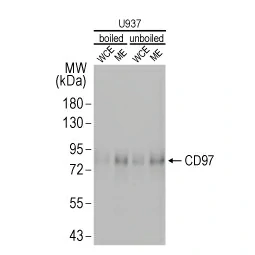 Detection of CD97 in boiled and unboiled U937 whole cell lysate (WCE) or membrane extract (ME). Detection of CD97 in boiled and unboiled U937 whole cell lysate (WCE) or membrane extract (ME).