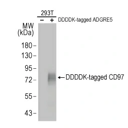 Detection of overexpressed CD97 in transfected 293T cell lysates. 