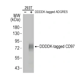 Detection of overexpressed CD97 in transfected 293T cell lysates. Detection of overexpressed CD97 in transfected 293T cell lysates.
