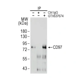 Immunoprecipitation (IP) of CD97 protein from U937 cell lysates using CD97 antibody [HL1925] (GTX637674).