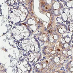 Detection of CD97 in paraffin-embedded mouse colon tissue.