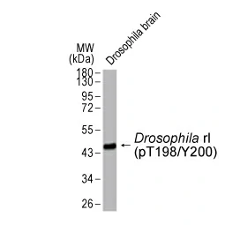 ERK1 (phospho Thr202/Tyr204) + ERK2 (phospho Thr185/Tyr187) antibody [HL173] (GTX635617)