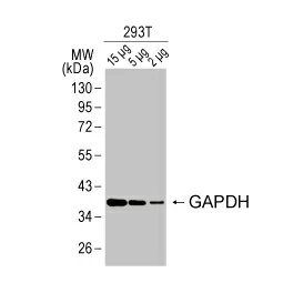 GAPDH antibody (GTX100118)