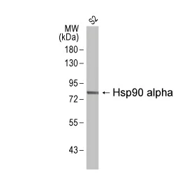 Hsp90 alpha antibody (GTX109753)