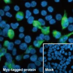 Myc tag antibody (GTX115046)