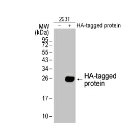 HA tag antibody (GTX115044)