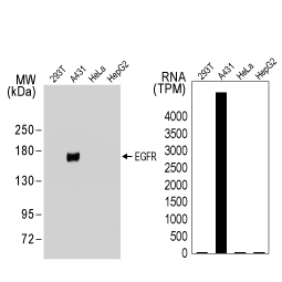 EGFR antibody [GT461] (GTX628888)