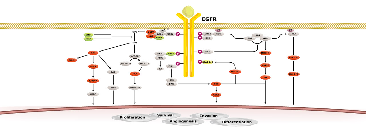 GeneTex’s Monoclonal Antibodies for EGFR Research