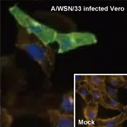 Influenza A virus M2 (matrix protein) antibody (GTX125951)