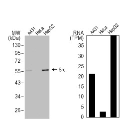 SRC antibody (GTX134412)