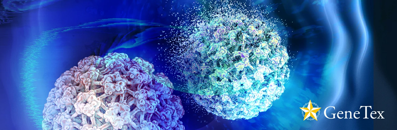 GeneTex's GAD67 and GAD65  Recombinant Monoclonal Antibodies
